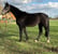 Annuncio cavallo