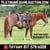 Horse ad