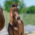 Horse ad