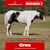 Horse ad