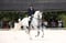 Horse ad