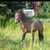 Horse ad