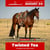 Paardadvertentie