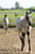 Horse ad