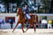 Annuncio cavallo