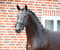 Paardadvertentie