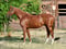 Anuncio de caballos