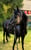 Horse ad