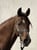 Horse ad
