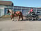 Horse ad