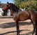 Annuncio cavallo