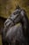 Horse ad