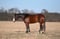 Horse ad