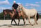 Horse ad