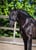 Annonce cheval