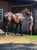Horse ad