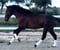 Horse ad