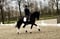 Horse ad