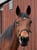 Horse ad