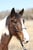 Annonce cheval
