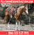 Horse ad
