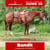 Annuncio cavallo