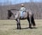 Horse ad