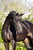 Horse ad