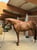 Annuncio cavallo