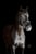 Horse ad