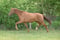 Horse ad