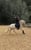 Horse ad