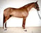 Annuncio cavallo