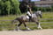Annuncio cavallo