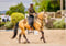 Horse ad