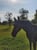 Horse ad