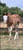 Horse ad