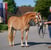 Annuncio cavallo