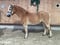 Horse ad