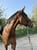 Annuncio cavallo