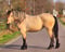 Anuncio de caballos