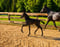 Horse ad