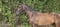 Pferdeinserat