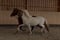 Annuncio cavallo