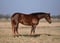 Horse ad