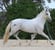 Annuncio cavallo