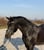 Horse ad