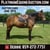 Annonce cheval