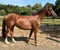 Horse ad