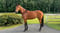 Paardadvertentie